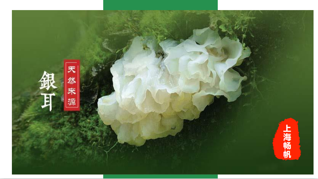 银耳1.png